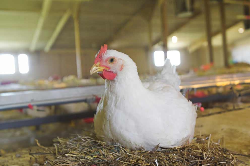 Broiler chicken perching on a straw bale.