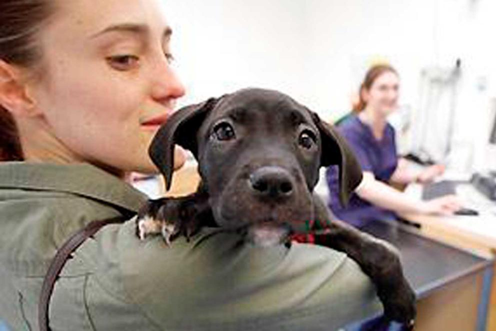 Woman holding a puppy over her shoulder.