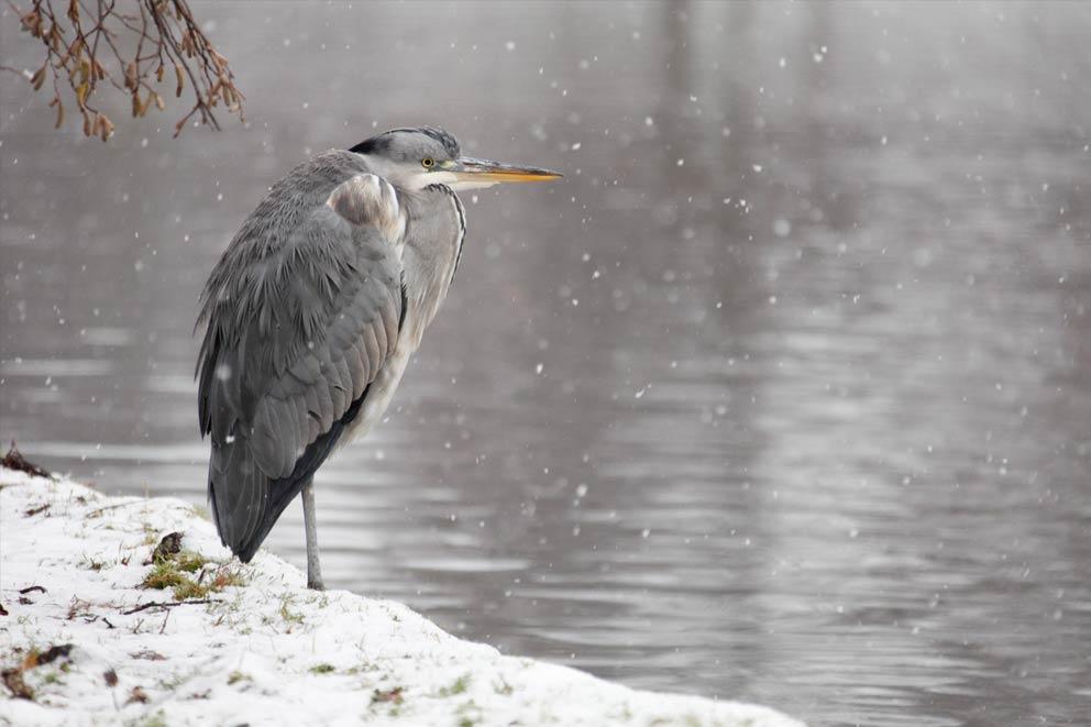 A grey heron standing by lake with falling snow