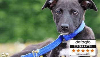 Black and white puppy on blue lead