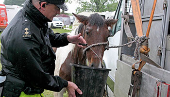 RSPCA inspector giving water to a thirsty horse at Appleby Fair