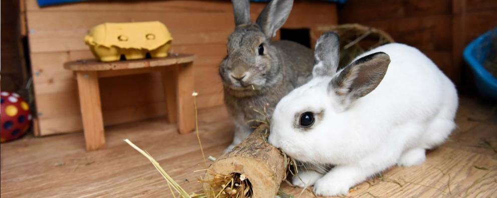 Herby male agouti rabbit and Thyme female white rabbit in hutch, from RSPCA West Hatch