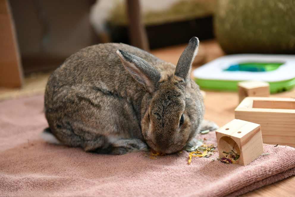 A male agouti rabbit playing in his indoor unit.