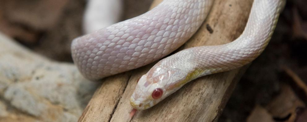 An albino corn snake resting on a log at RSPCA Patcham Animal Centre, UK.