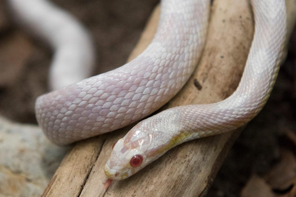 An albino corn snake resting on a log at RSPCA Patcham Animal Centre, UK.