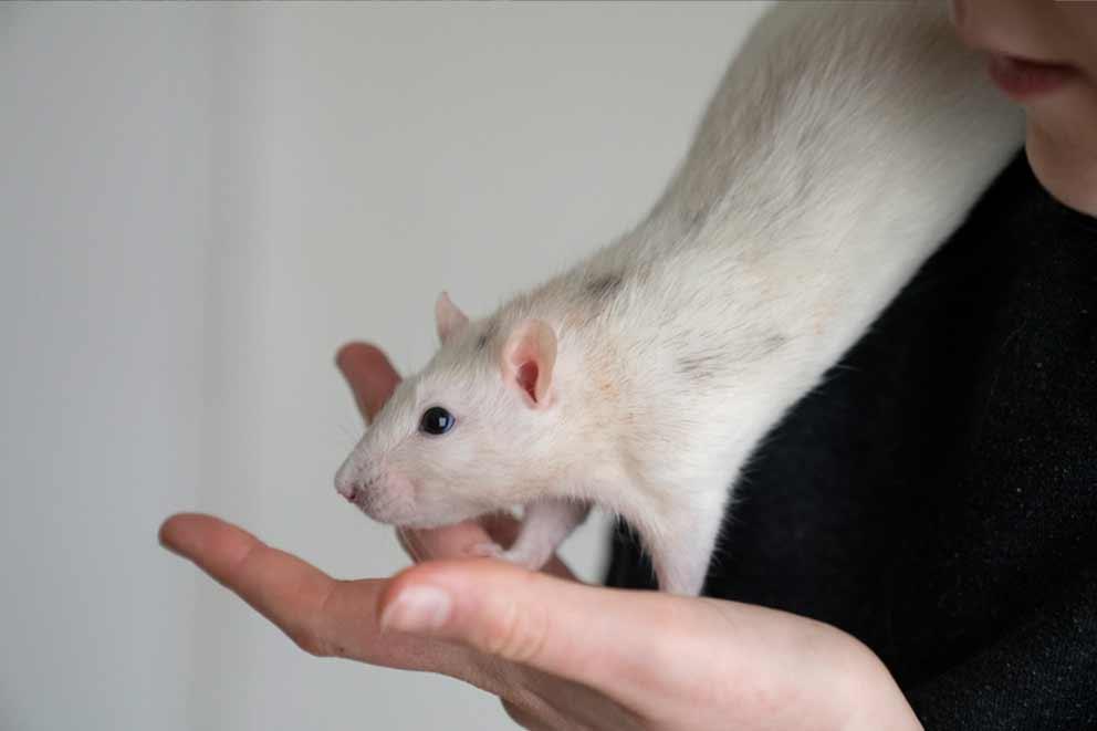 A female domestic top-eared rat called Primrose being handled by her owner.