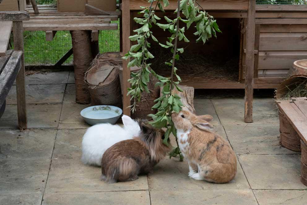 A group of three rabbits eating leaves in spacious rabbit enrichment area.