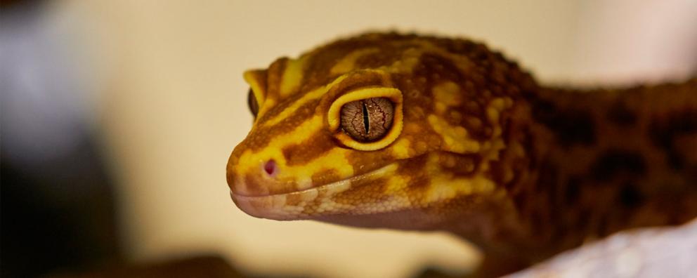 Close-up of a leopard gecko in a vivarium.