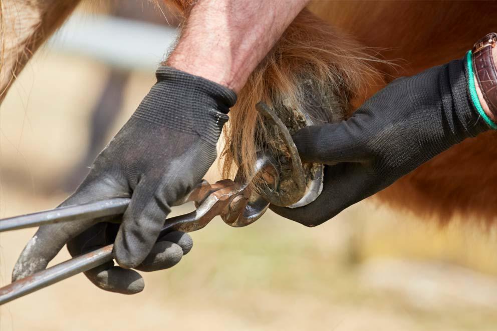 A farrier attending to a horses's foot and treating an overgown and mishapen hooves.