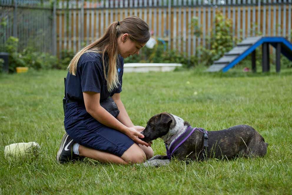 Animal Care Assistan with a crossbreed called Nala in the outdoor exercise compound at Millbrook Animal Centre.