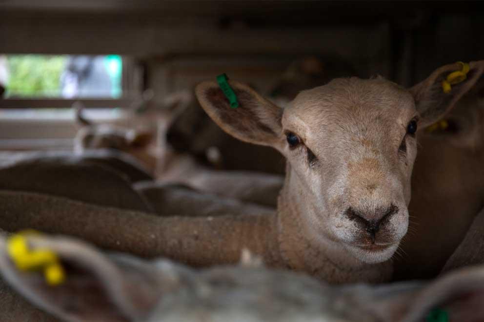 A sheep inside a lorry in preparation for export.