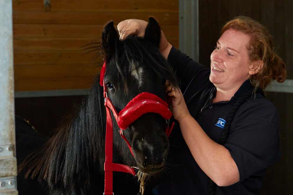 black foal being fitted with a red head collar by an RSPCA animal care worker.