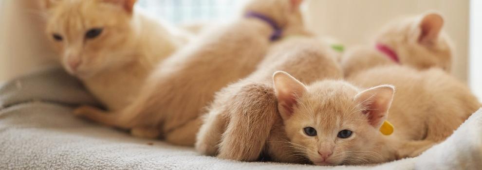 Golden kittens in a bed