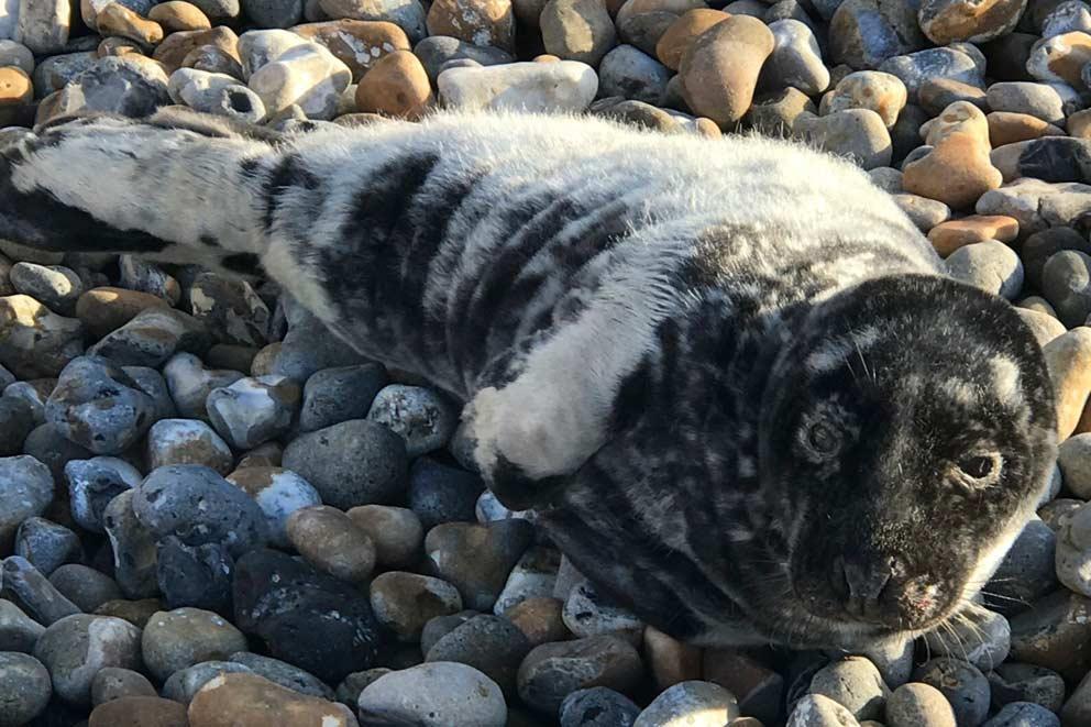 A seal pup found on a pebble beach in Kent.