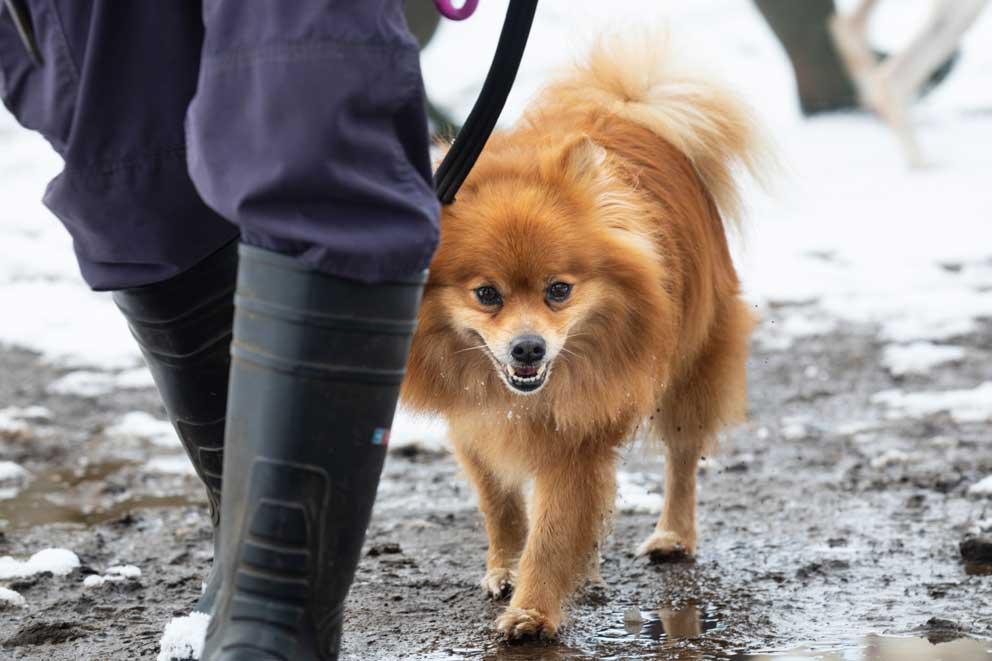 A dog on the lead being taken for a walk on snowy ground.