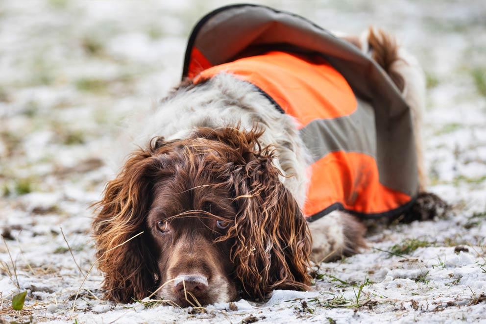 Portrait of an English Springer Spaniel laying in the snow on a cold winter's day.