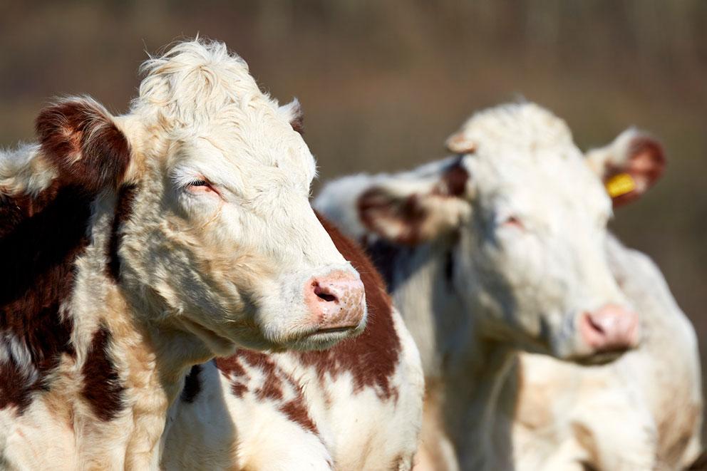 Two cows outdoors.