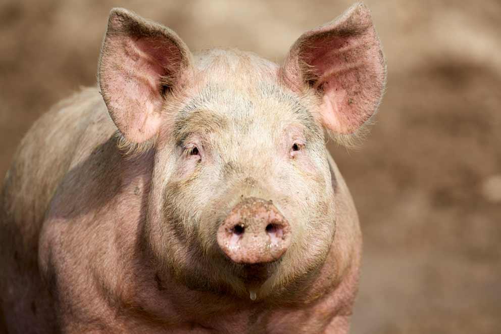 Pig portrait at a water trough on a typical UK outdoor unit in Sussex.