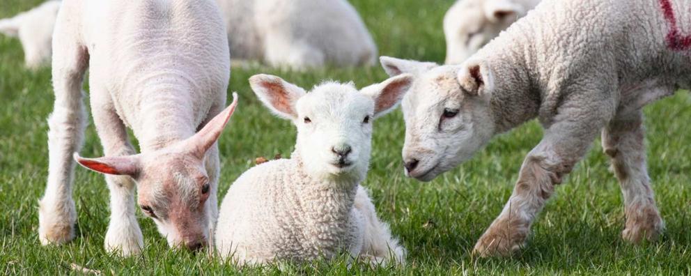 Young springtime lambs in a field in Romney Marsh, Kent.