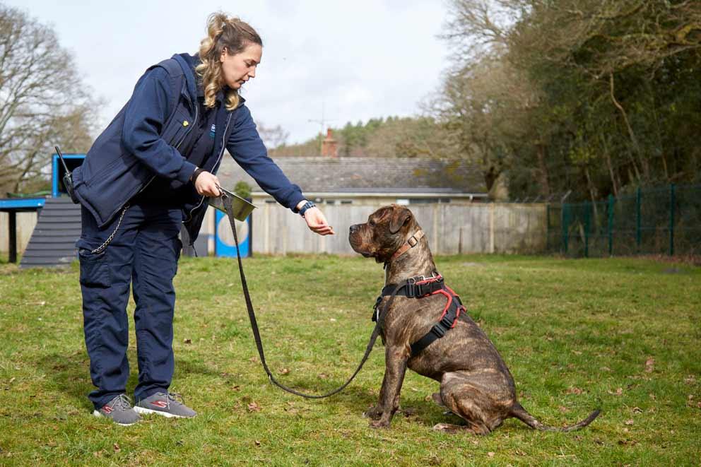 Animal behaviour and welfare advisor teaching a mastiff cross breed dog not to jump.r