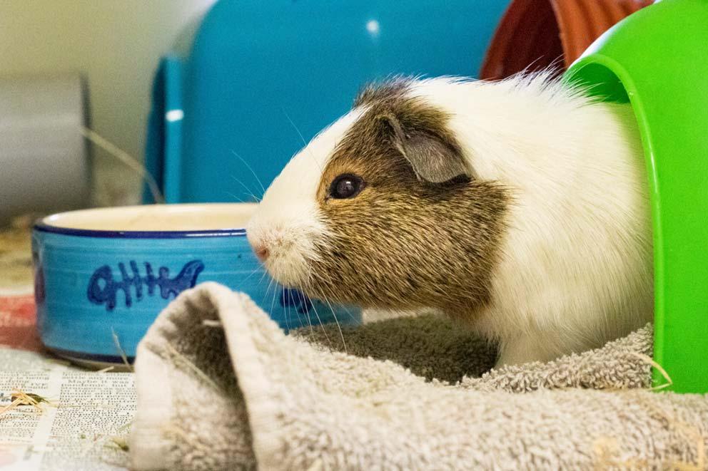 A rescued guinea pig using a tunnel to hide in next to their food bowl.