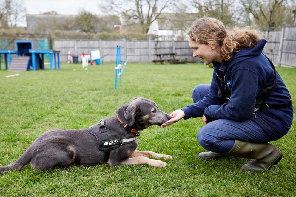 Animal care assistant training a crossbreed male puppy called Bear in an exercise enclosure at West Hatch Animal Centre.