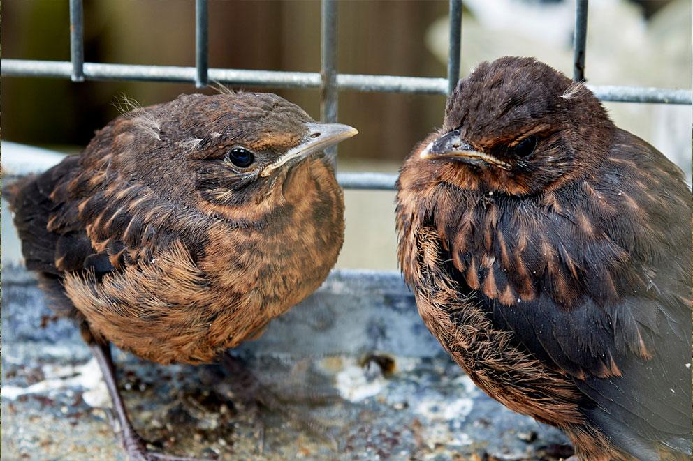 Rspca birds for store adoption