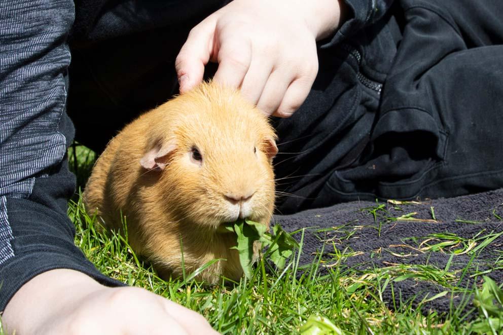 Popcorn, the rescued guinea pig enjoying his new home eating grass.