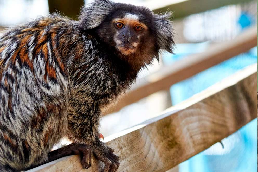 A rescued marmoset balanced on a wooden beam.