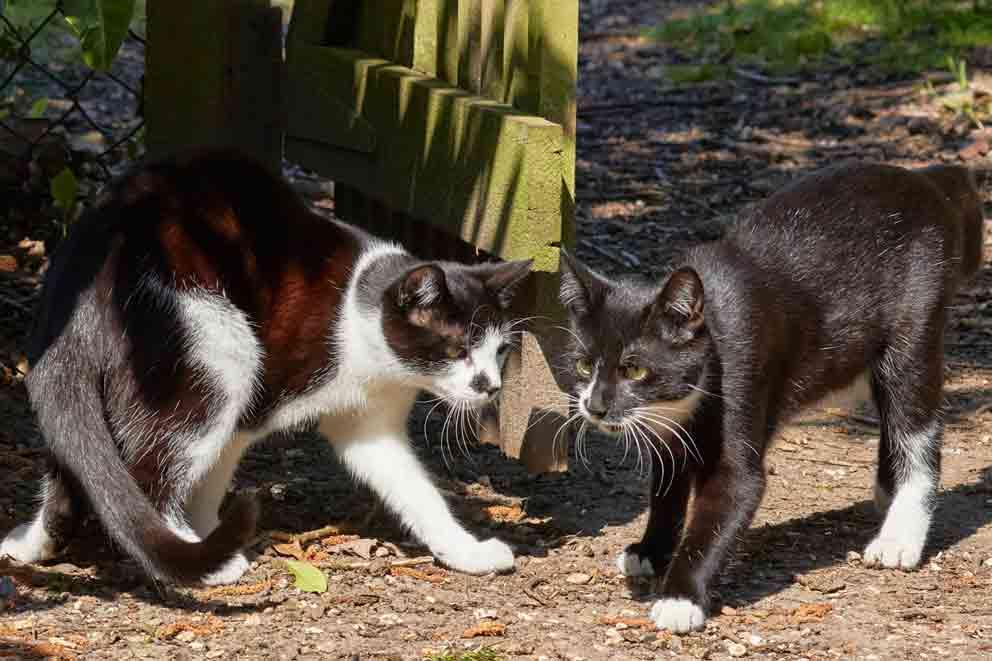 Rehomed cats, Gino and Teddy, enjoying their new garden.