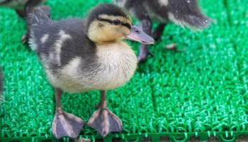 domestic white geese and gosling walking across pub car park