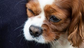 Rspca cavalier store king charles spaniel