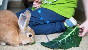 Feeding pet rabbits sale