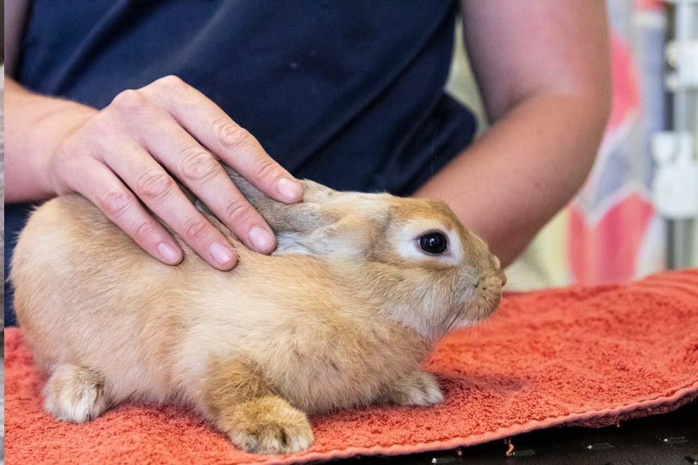 a Rabbit being given a health check by animal care assistant.