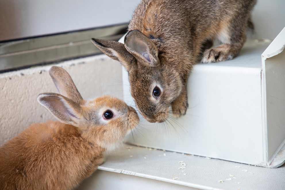 A pair of rabbits, Woody and Rex, in their indoor accommodation at Leybourne animal centre