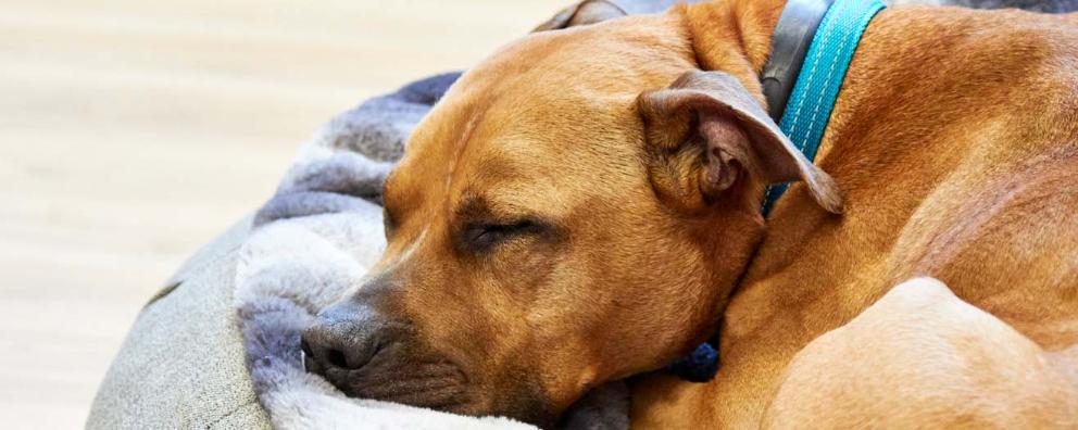 A 7 year-old male dog asleep in a dog basket.