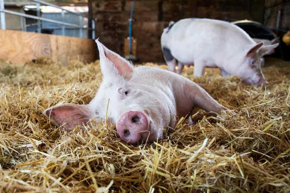 Pig cooling off in the hay on a hot summer's day.