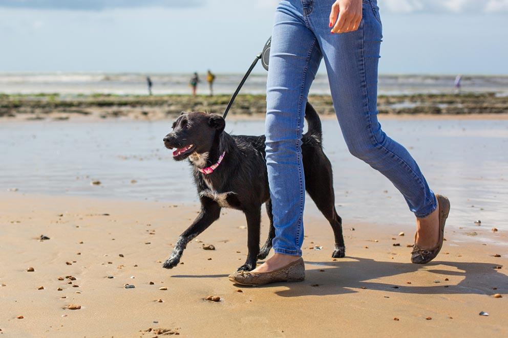 Woman walking a dog along the beach