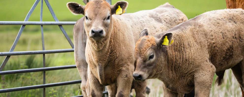 Beef cattle standing in a field in Pett Level, E