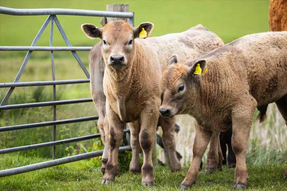 Beef cattle standing in a field in Pett Level, East Sussex.