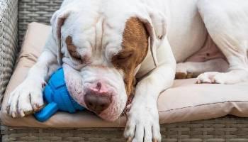 white and brown dog laying on sofa with blue toy