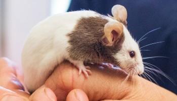 White mice as store pets