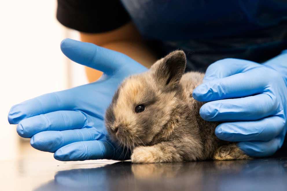 A rabbit kitten being examined by a vet.