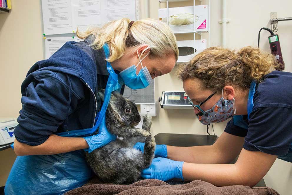 Two vets examining a rabbit