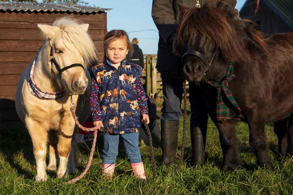 little girl standing in between to shetland ponies