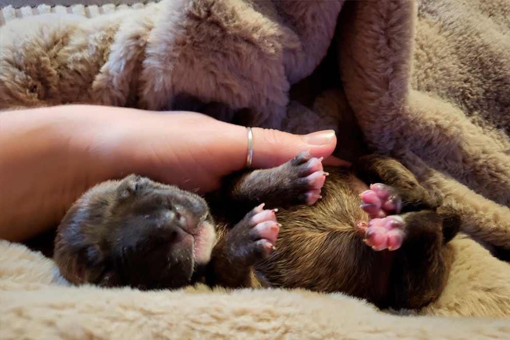 A newborn bull terrier puppy asleep the size of a human hand.