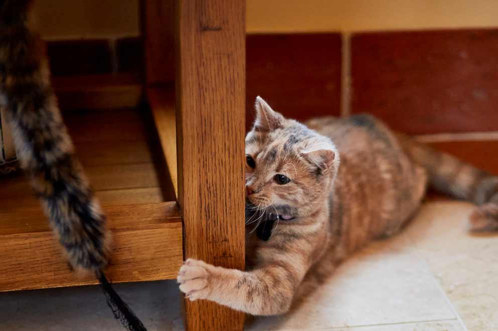 Cat playing with a toy inside the house.