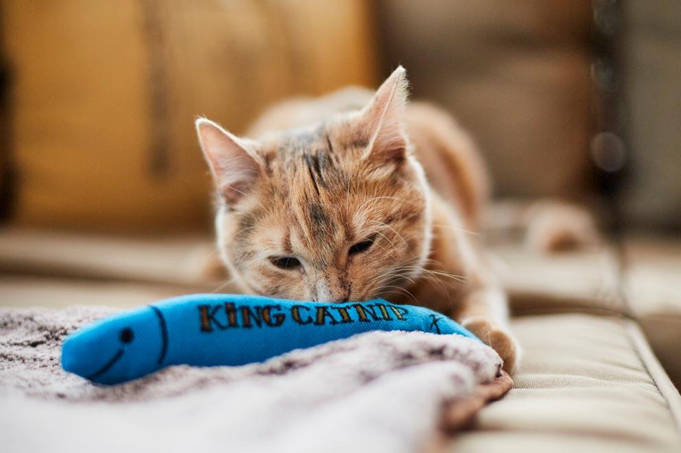 Cat playing with a cat nip flavoured toy.