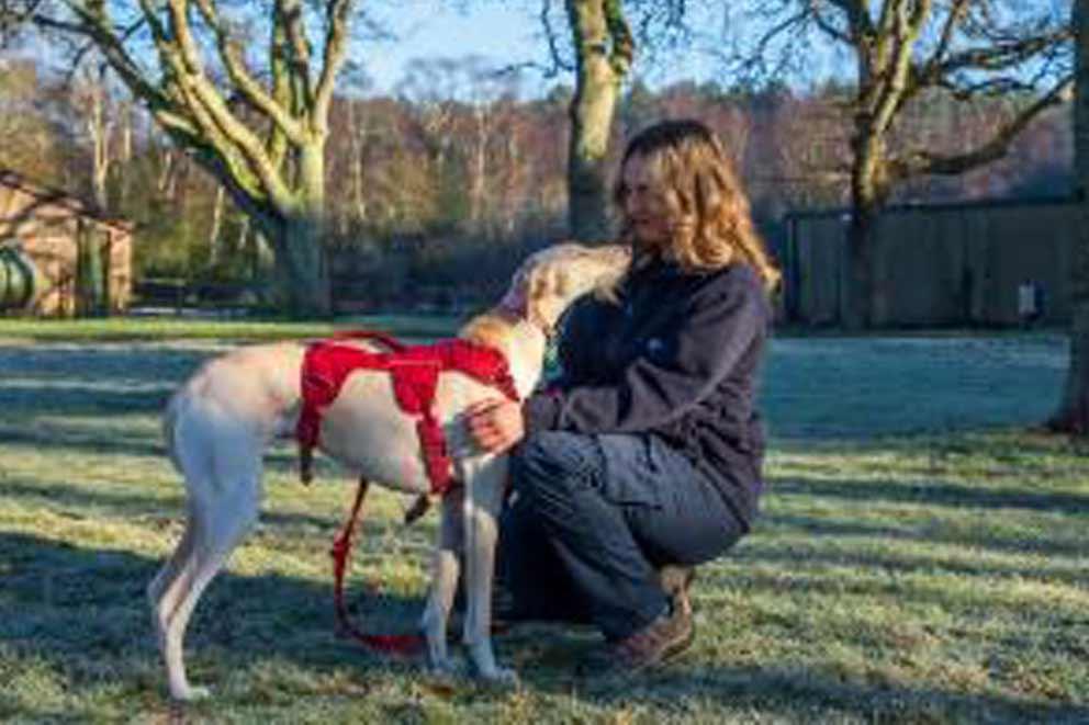 An animal behaviourist working with a lurcher dog outside.