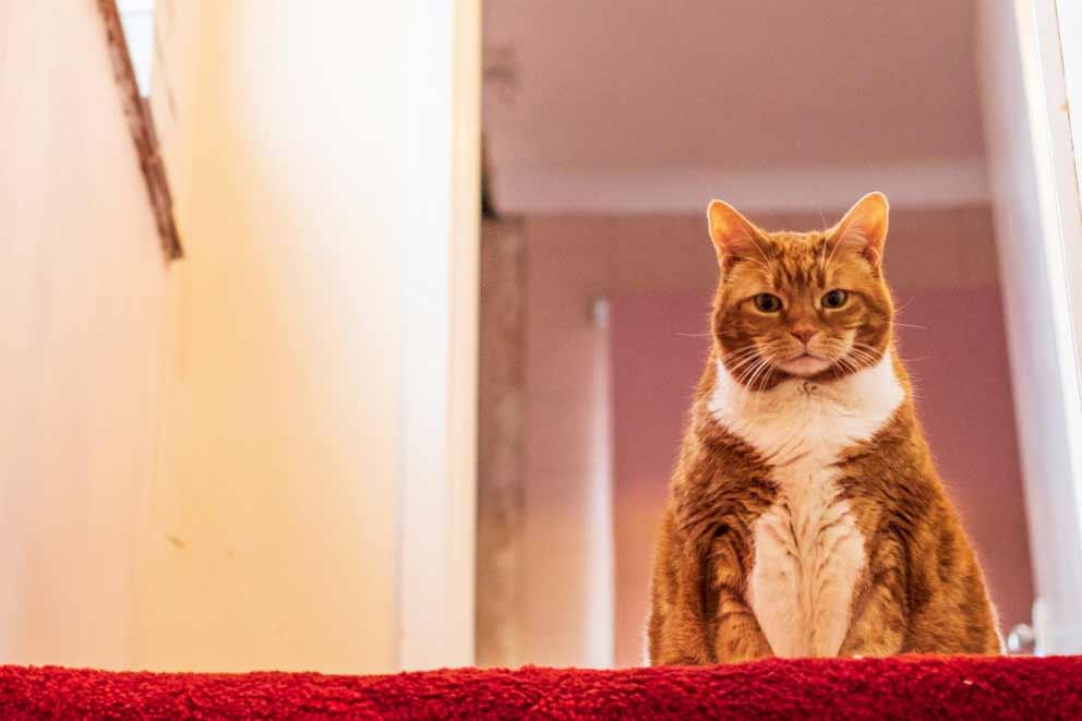 An overweight cat sitting at the top of the stairs.